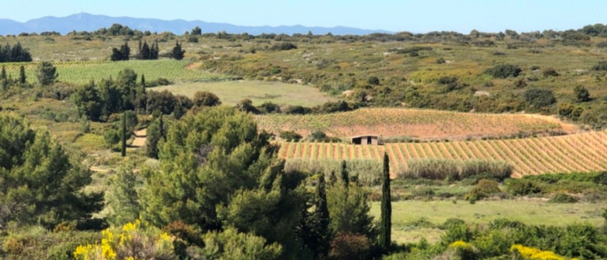 Permalink to: La garrigue