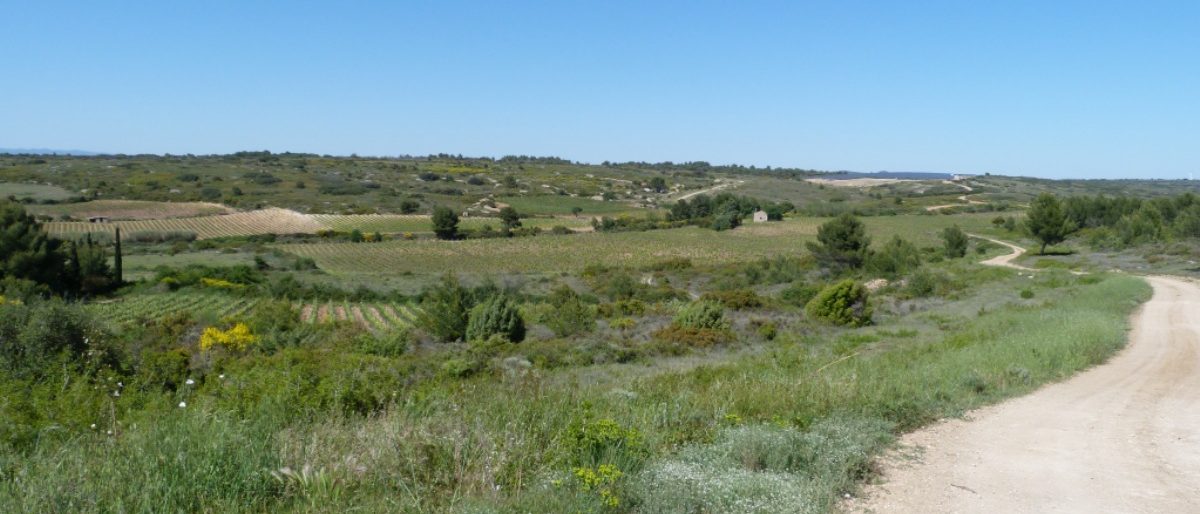 Permalien vers:Vignes et garrigue